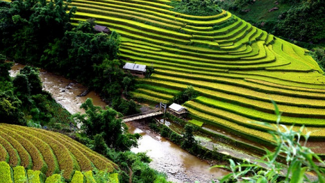 Phai paz nhây phiến