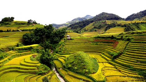 Phai paz nhây phiến