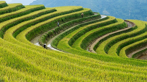 Phai paz nhây phiến