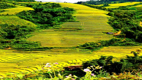 Phai paz nhây phiến