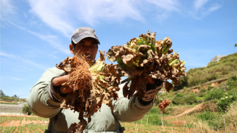Virus bi kd^t dliu ana tro\ng msăm ba klei jhat truh ho\ng ana mnơ\ng pla mkăn ti Lâm Đồng