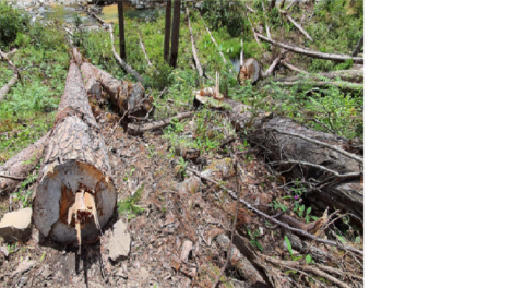 Lâm Đồng khom mă glăi abih lo\n glai arăng ngă rơngiă kyâo glai