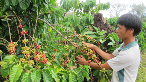 Daklak kơtưn pơgang kơ phê amăng bơyan pe\ bôh