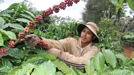 Daklak: klah ]un bơyan kơ phê thun 2017 – 2018