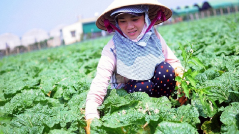 Lâm Đồng e\p hơdră pơtrut đ^ pơlir hơbit ba s^ gơnam mơng hmua