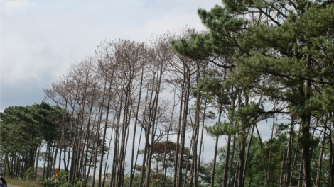 Daklak: Phă dlai hngô sua mă lo\n đam [ơi giăm Sang să hăng Anom wai lăng dlai kyâu