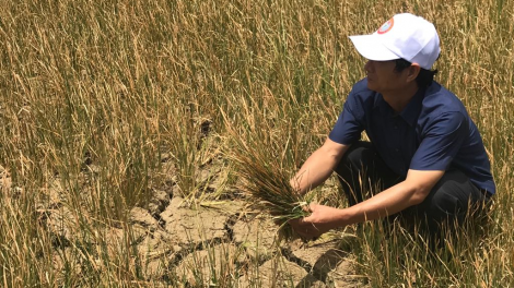 Mdrak, Daklak: Tơlơi kơ[ah ngă răm rai 1.000 ektar đang hmua