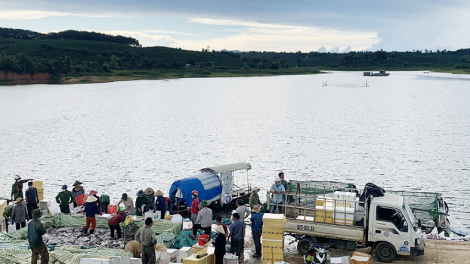 Blơi gơnam đang hmua Kon Tum pioh djru mơnuih ƀôn sang ƀôn prong Hồ Chí Minh