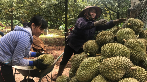 Dak Lak: Sầu riêng geh tơnhàu uă, khà priă kas ngan rơlau jơh bơh lài tus tu\ do