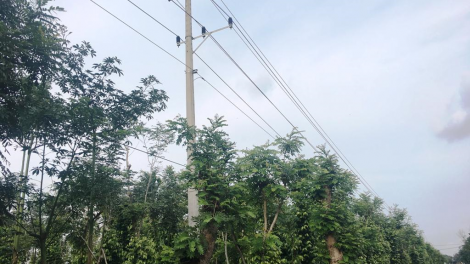 Tìs jăt gah gùng che ồs đèng cao áp tàm càr Dak Lak gam uă