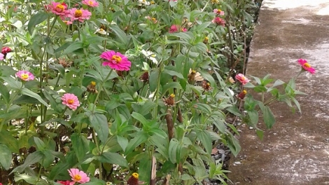 Ală gùng tam bơkào cau ùr kơnhoàl Đơn Dương càr Lâm Đồng dê