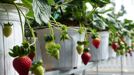 Anih lơh sa kă bro tàm càr Lâm Đồng gơbàn kal ke kờ` geh càn priă lơh sa suơn sre công nghệ cao