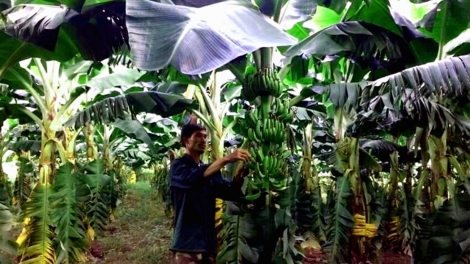 Daklak: Bơta kơnờm bơh broa\ lơh bal 3 cau tàm kơnhòal Buôn Đôn