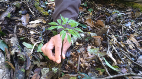 Guh bơnơm sền tam sơnơm kơnuh Ngọc Linh