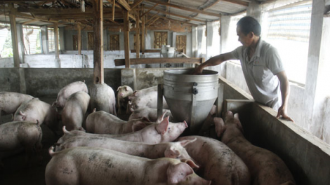 Dak Lak: Sur gơguh pria\,  cau ròng phan gam ờ khin  ròng ua\