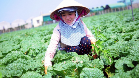 Càr Lâm Đồng chồl pràn broă lơh sa suơn sre hữu cơ