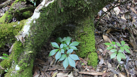Càr Kon Tum dong kờl làng bol tam kơnuh sơnơm Ngọc Linh bal mờ ờ uă bơta phan lơh sơnơm