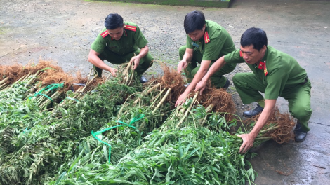 Dak Lak: Rơcang ngăc mờ broă ơpah ù kờ` tam tòm cần sa