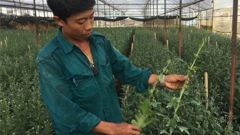 Kòp lơh aniai git nđờ rhiang lồ bơkàu cúc tàm Dà Làc