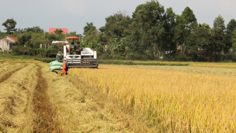 Dak Lak: Khà kòi phe lơh geh mờr 1 tơlak 300 rbô tấn