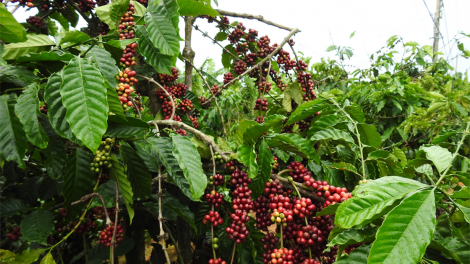 Kon Tum: Cau lơh broă sa bềng kal ke tu\ mut tàm kàl pic tơnhàu kơphe