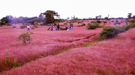 Gia Lai: {làng nhơl Golf, brê mờ bơta pin dờn