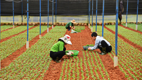 Lâm Đồng: Rlau 10 tơmàn đong lam lơh tơngume bơtàu tơnguh lơh sa suơn sre