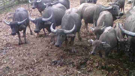 Bơhìan lơh yàng wàng ròng rơpu bơh cau M’nông dê