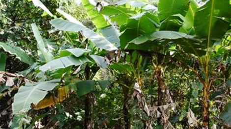 Tờm ju brê tàm rài kis bơh cau M’nông dê