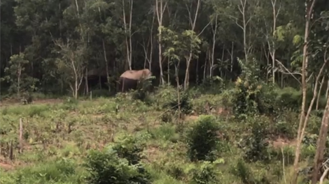 Rơwas brê mut lơh aniai mìr, ting làng bol tàm Dak Nông
