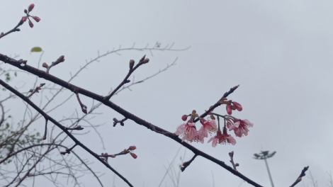 Cau lơh broă nhơl chờ càr Kon Tum mprơm nùs ngan ơm kơ\p bơkàu anh đào Măng Đen lì