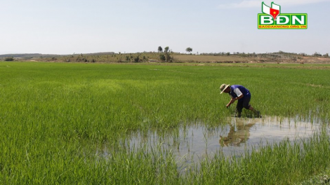 Dak Nông: Rơlao 4 rơbô 200 hìu rơ[ah kòn cau kis bơh yau geh dong kờl priă cồng càn priă