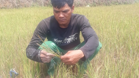 Cau lơh broă sa Chư Sê, càr Gia Lai dê krồ` să tam dră mờ trồ prang soăt dà
