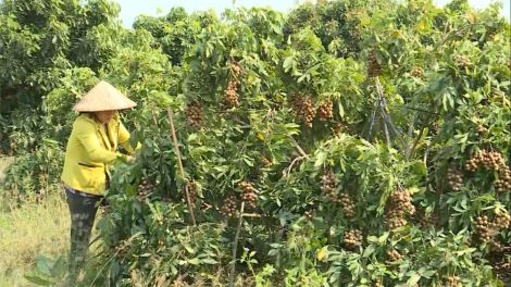 Priă cồng geh rlau dùl tơmàn đong pah nam kơnờm bơh tam plai jràng tàm ù tiah ro kơnra`