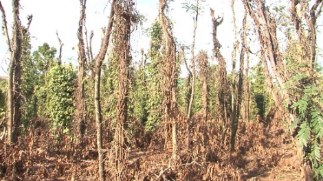 Dak Nông: rlau 280 lồ tiêu gơtìp kòp