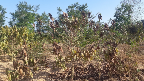 Dùl ròt jơnau cih: Tây Nguyên pal kong mờ trồ prang soăt dà- Gùng dà broă lơh lơi ai 2 tơlak tờm chi tam in Jơnau cih dơ\ dùl: Bòl glar jòi dà tam dră mờ trồ prang soăt dà