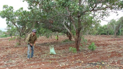 Ală mpồl lơh Điều Việt Nam bal mờ càr Dăk Lăk bơyai gùng dà broă lơh bơtàu tơnguh gah lơh Điều kơ\ kơl jăp