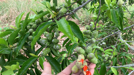 Brê dổi- brê kuơ màng ngan ngồn Tây Nguyên dê