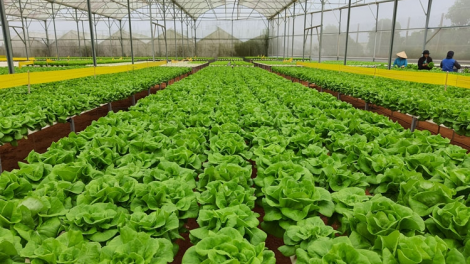 Lâm Đồng geh rlau 60 rơbô lồ ù lơh sa suơn sre công nghệ cao