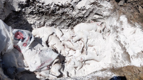 Lâm Đồng  sền go\ tai tiah gơ bàn kòp jê ndul gơ jroh sur châu Phi dơ\ 2