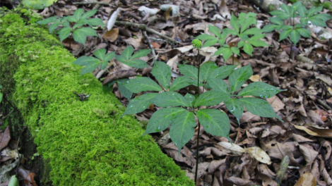 Bơh kit test Việt Á tus bơta kơlôi rơcang bơta ngan ngồn bè kơnuh sơnơm Ngọc Linh tàm càr Kon Tum