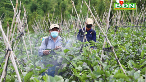 Cồng nha lơh sa bơh broă lơh tam blơn ồs Nhờk tàm Dak Nông