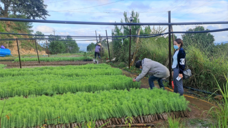 Lâm Đồng tam 50 tơlak tờm chi jăt rơndăp broă lơh bơh Thủ tướng Cính phủ dê