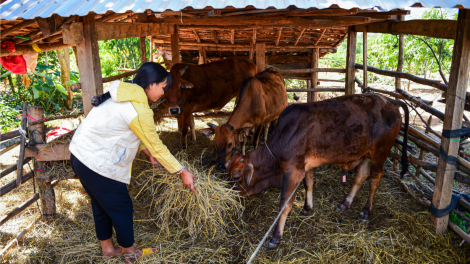 Tam gơl bơh broă lơh “{òn cau ùr kòn cau [òn lơgar pa”