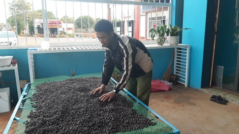 Cau Bahnar tàm Gia Lai tam kơphê lơh geh tơl jơnau sồr tăc mờ lơgar ndai