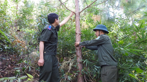 Kon Tum tam pa 3 rbô lồ brê tàm nam do