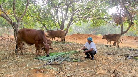 Dong kờl bal sơrlèt mờ kal ke tàm tiah làng bol kòn cau