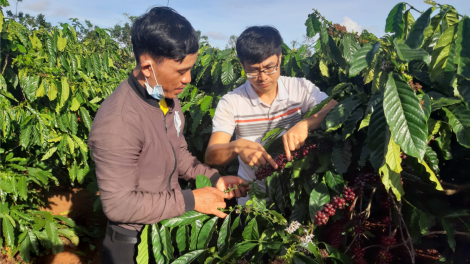 Gia Lai: Tăc mờ lơgar bơdìh 138 rơbô tấn kơphe, gơguh 20%