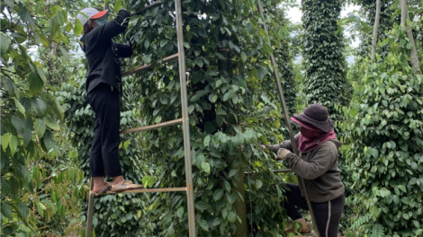 Dak Lak pơhì pơhà mat kă bro tiêu Cư Kuin