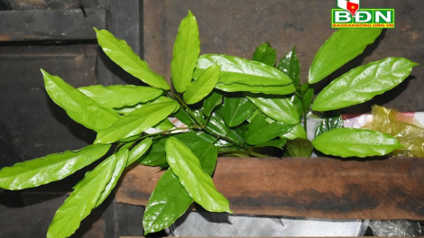 Nha Pñao ờ gơtùi ờ geh tŭ gơm biăp pài